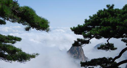 黄山松（山巅挺立的生命之舞）