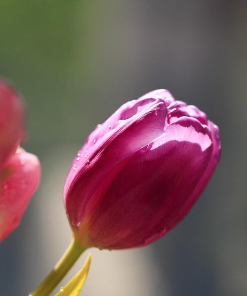 香芬四溢的黄郁金香，传递着美好的花语（倾听黄郁金香的心声，领悟其深意）