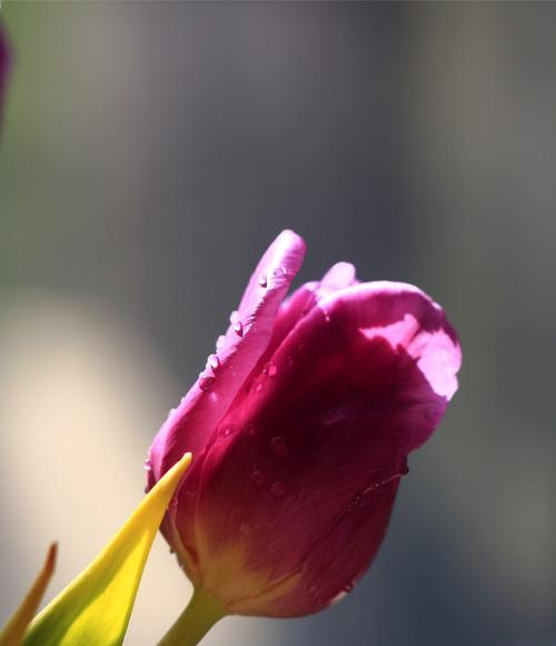 香芬四溢的黄郁金香，传递着美好的花语（倾听黄郁金香的心声，领悟其深意）