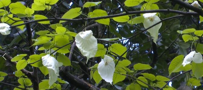 活化石植物（揭开活化石植物的神秘面纱）