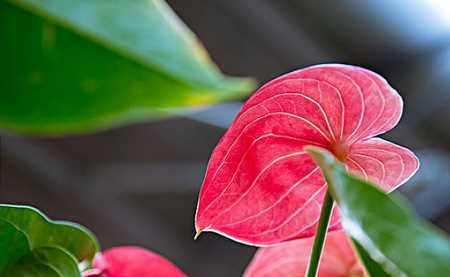 火鹤花（探索火鹤花的花语之美）