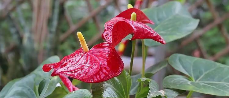 火鹤花的寓意与象征（传递生命、美丽与希望的花朵）