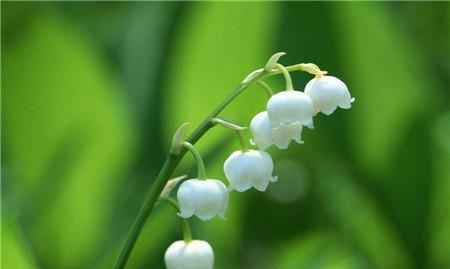 火花兰花的美丽与寓意（探寻火花兰花的神秘花语）