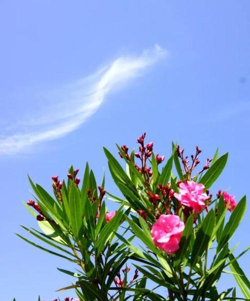 夹竹桃花语与传说（美丽的夹竹桃花开放的背后）