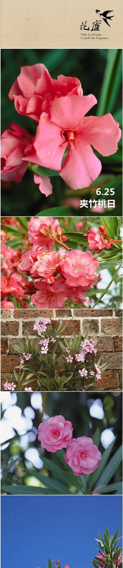 夹竹桃的花语——美丽与危险并存（夹竹桃花的神秘之美与潜在危险）