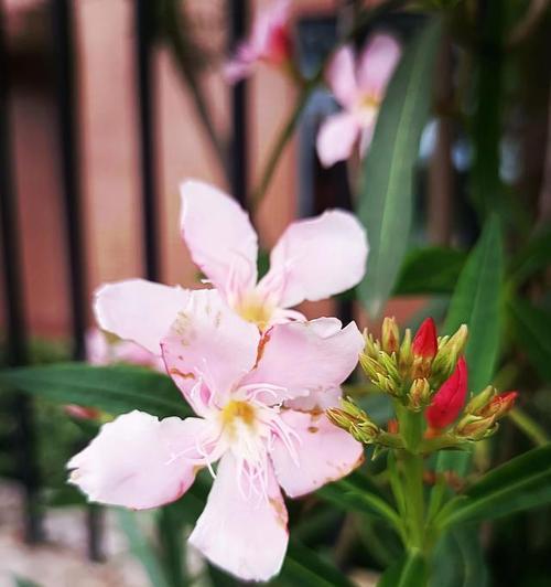 夹竹桃的花语——美丽与危险并存（夹竹桃花的神秘之美与潜在危险）