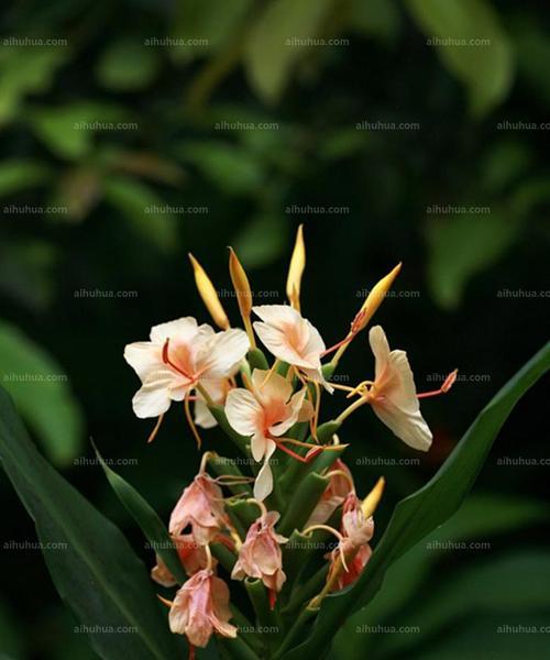 姜花花语-生命的坚韧与希望（姜花的花语和象征意义，以及它在人们生活中的重要作用）