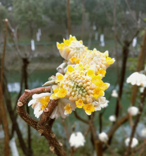 结香花的寓意与风水（探索结香花的秘密与风水禁忌）