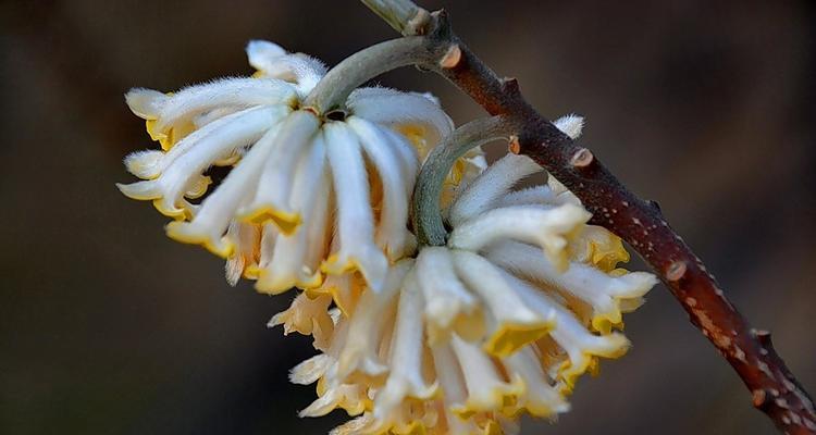 以结香花的寓意是什么？（一种独特的美学符号）