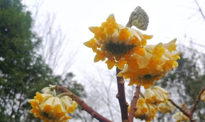 以结香花的寓意是什么？（一种独特的美学符号）