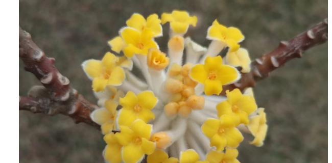 以结香花花语-传达深情之意的花朵（美丽花朵传递的浓情蜜意，你了解吗？）