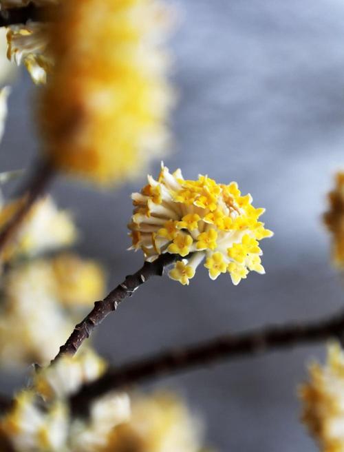 以结香花语的意义与象征（揭示花语中的情感与美好）