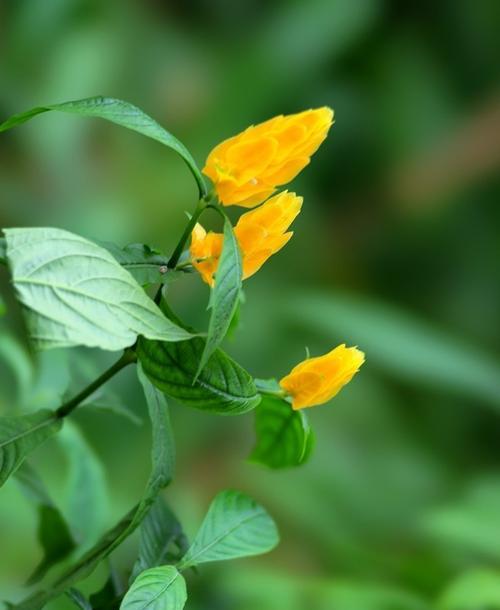 金苞花的花语之美——花开如黄金（独特而珍贵的花朵，蕴含着深刻的寓意）