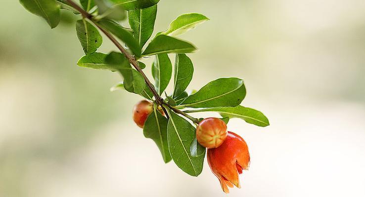 以石榴花代表什么生肖？（探究石榴花与十二生肖的契合关系）