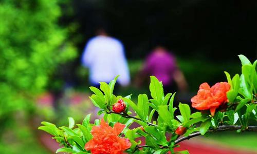 石榴花花语的深刻含义（探寻石榴花的花语之谜）