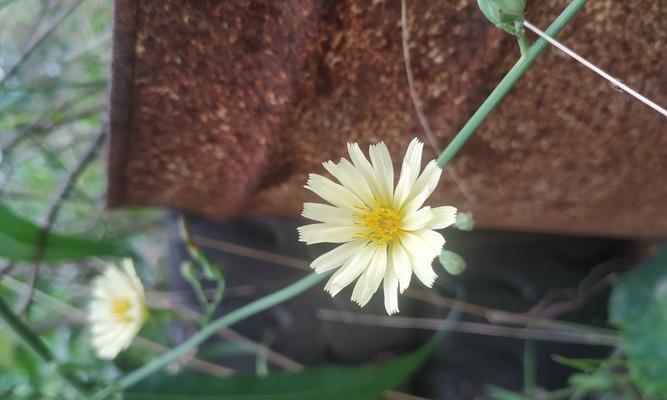 花语中的爱恋之花（寓意深远，爱而不得的心酸）