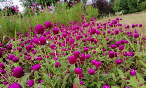 花语传情（用这些花代表爱情的永恒，你知道吗？）