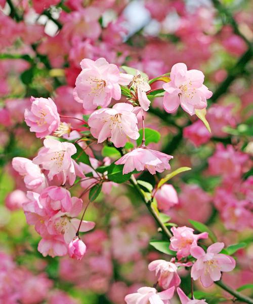 花卉与成功（以什么花代表成功？解读不同花卉的象征意义与启示）