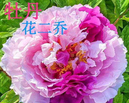 诚信之花——康乃馨（康乃馨，真诚的象征）