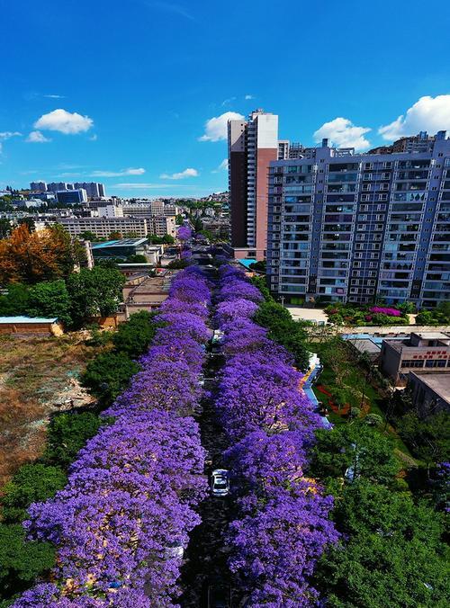 领略春天的美——昆明蓝花楹图片大全（欣赏昆明蓝花楹的绝美画面，感受春天的气息）