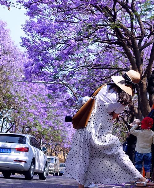 领略春天的美——昆明蓝花楹图片大全（欣赏昆明蓝花楹的绝美画面，感受春天的气息）