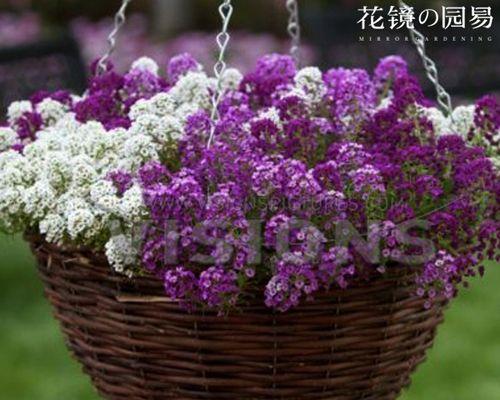 香雪球种植指南（小白也能轻松种出美丽花园，只需掌握这些技巧）