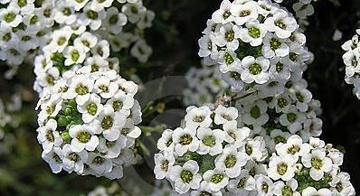 香雪球种植指南（小白也能轻松种出美丽花园，只需掌握这些技巧）