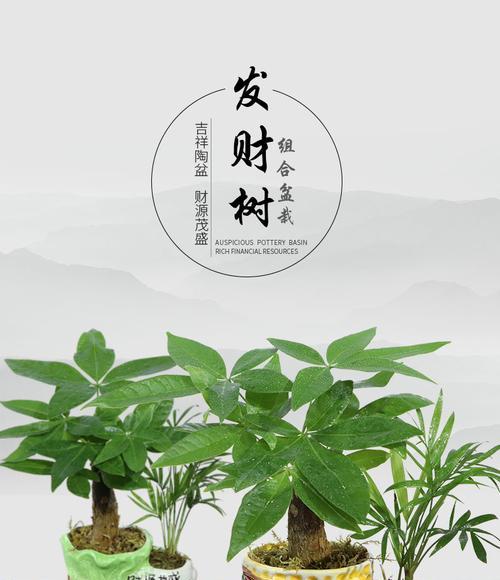 花卉吉祥发财，财运亨通（各种花卉象征着不同的发财好运）