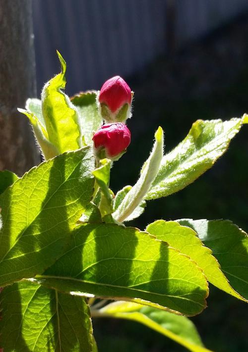 花语探索（寻找心灵解脱的象征与启示）