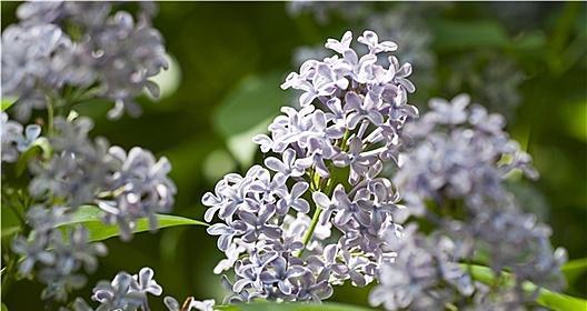 丁香花的美丽与魅力（探究丁香花的花形、颜色、香味与寓意）