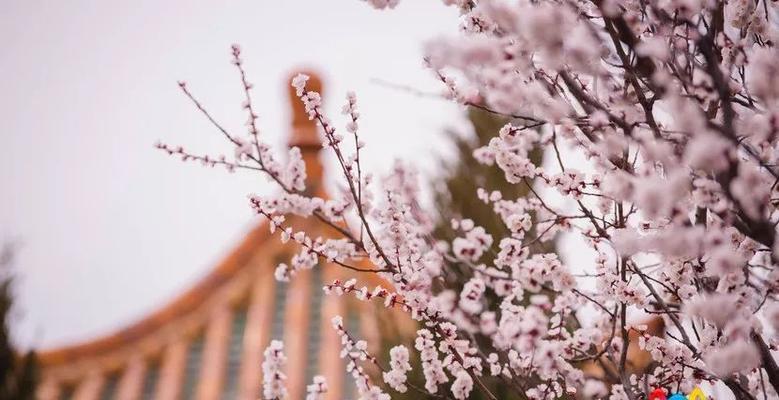 孤傲清冷的花语（探寻花朵中的孤傲与清冷之美）