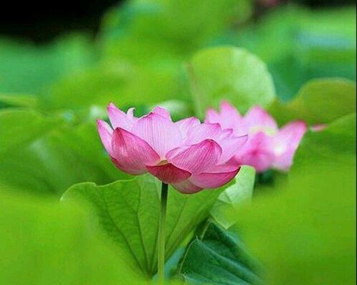 红颜知己，情谊相伴（用牡丹花诠释深情友谊）