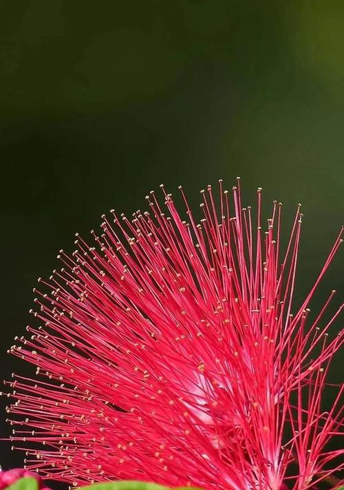 花开好运，吉祥如意（以花代表吉祥好运的文化寓意与象征）