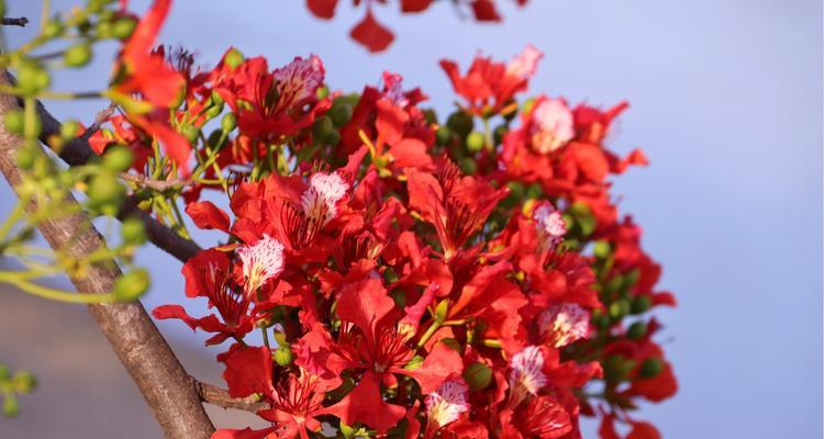 花语离别，花开送别（以花代表离别，述说别离的情感）