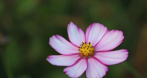 花开柔弱（以花为媒，探寻柔弱之道）