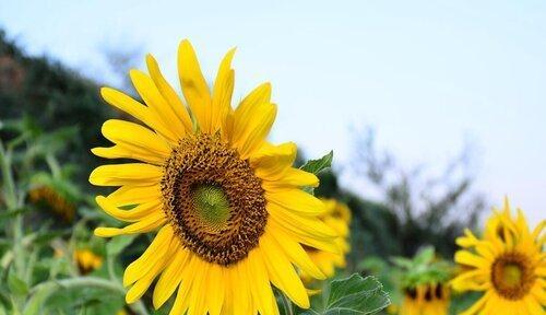 以百合花为象征的守护之情（用花语诉说真挚的守护情感）