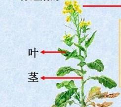 揭秘植物根的重要作用（探究植物根系的生物学奥秘）