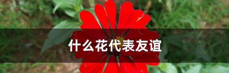 心已死，情花开（以花代心，生生不息的凄美）