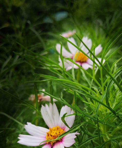 花开幸福，芬芳人生（以何种花代表幸福，一起来揭秘）