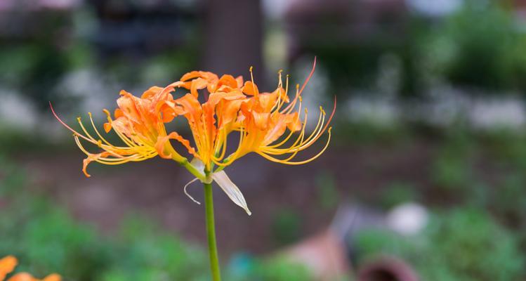 花语之幸运花——探寻好运的花朵（拂去不幸，迎接好运，这些花朵散发着幸运的气息）