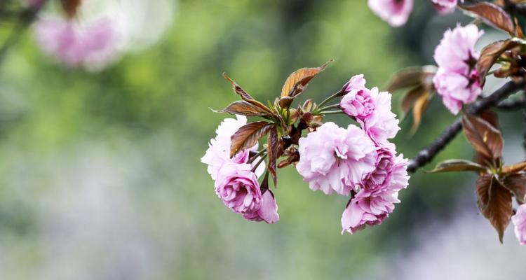 以百合花代表虚心——探讨虚心的力量（传承百合花的纯洁与谦逊，成就大家的进步）