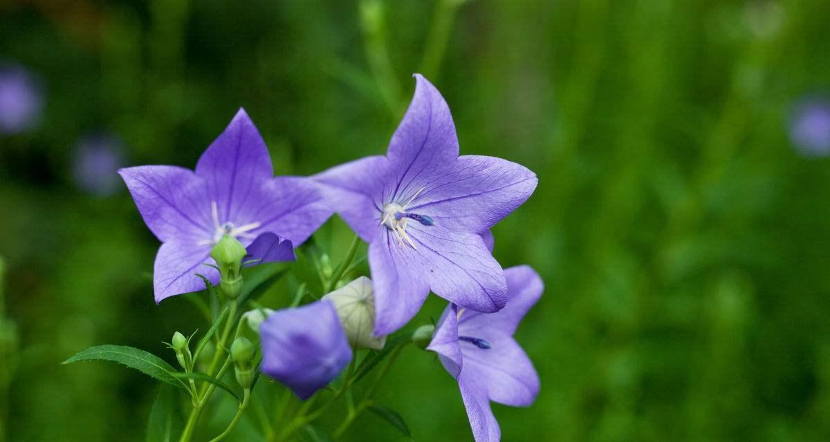 永恒的爱——以玫瑰花为象征（爱情的浪漫之花持久的情感标志）