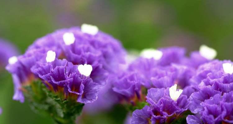 花语传情——友情的象征花朵（以花为媒，传递真挚友谊的情感）