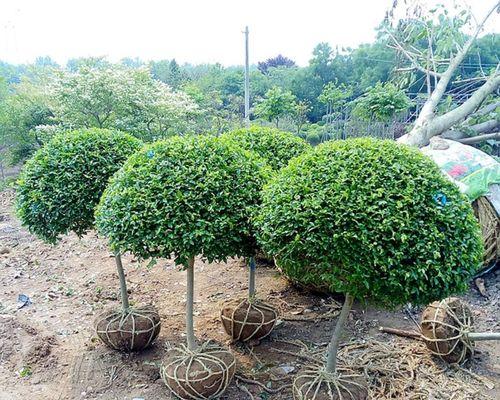 小叶女贞球的种植技巧（打造优美的园林景观）