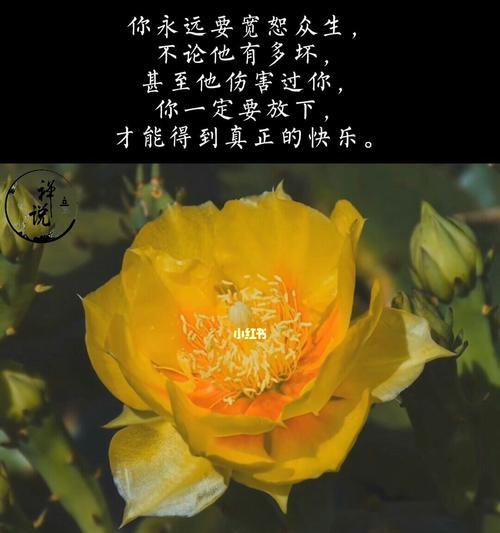 以白色玫瑰代表原谅宽恕（用花朵的语言表达内心的宽容与和平）