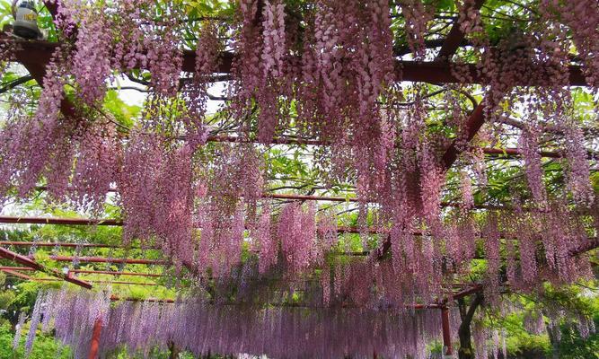 打造浪漫花园，如何种植紫藤花？（营造浪漫氛围的最佳选择）