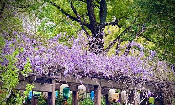 打造浪漫花园，如何种植紫藤花？（营造浪漫氛围的最佳选择）