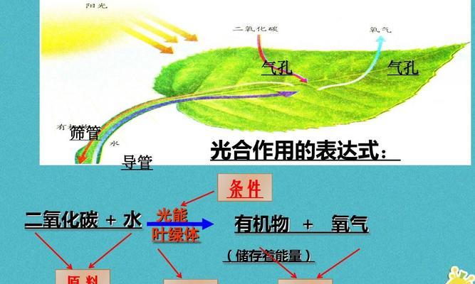 拯救地球，从这些植物开始吸收二氧化碳（探寻吸收CO2的植物世界，为地球环境注入新生力量）