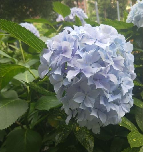 以百合花代表尊重——尊重的力量（用花朵传递尊重的美好情感）