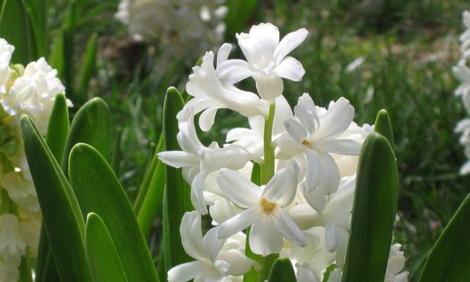 梅花的花语（揭示梅花花语中的深情禁忌）